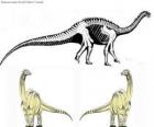 Zizhongosaurus — род базальной завроподов травоядных динозавров, которые жили в начале юрского периода Китайской.